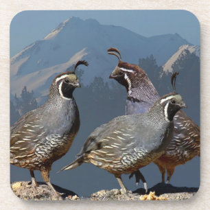 THREE QUAIL AND SHASTA COASTER