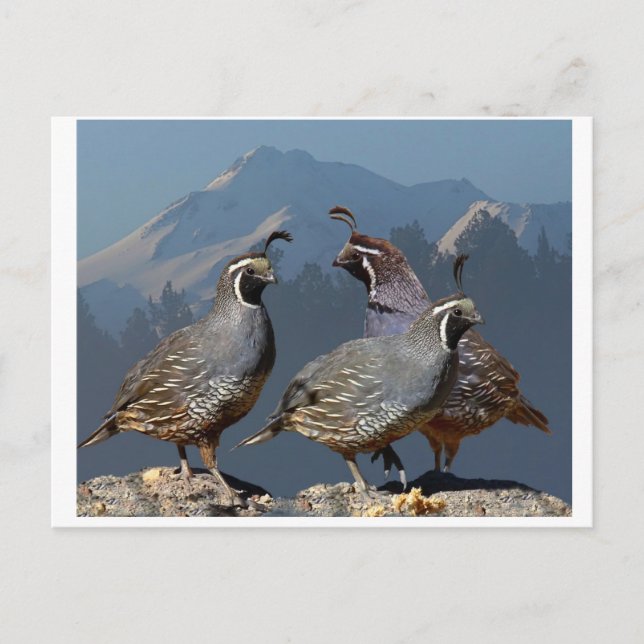 THREE QUAIL AND SHASTA POSTCARD (Front)