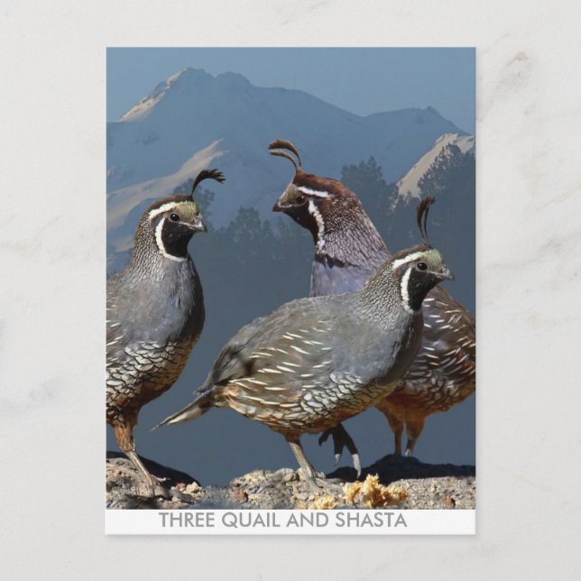 THREE QUAIL AND SHASTA POSTCARD (Front)