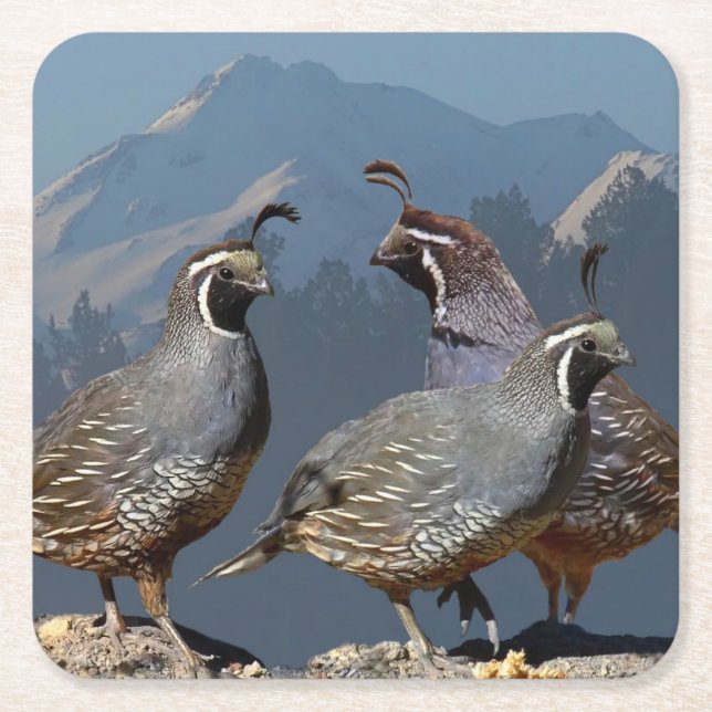THREE QUAIL AND SHASTA SQUARE PAPER COASTER (Front)