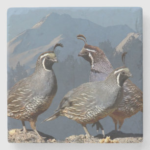 THREE QUAIL AND SHASTA STONE COASTER