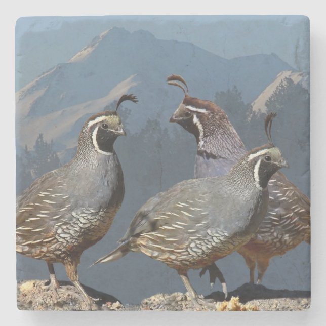 THREE QUAIL AND SHASTA STONE COASTER (Front)