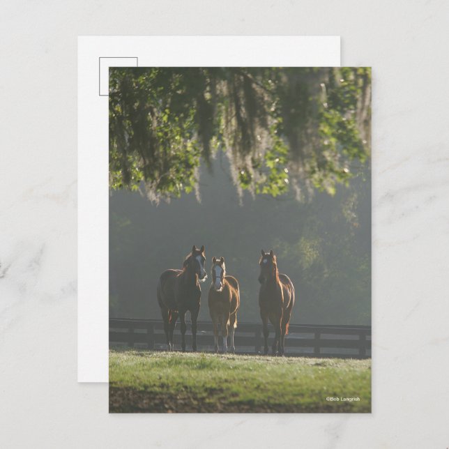 Three Quarter Horses Standing in the Mist Postcard (Front/Back)