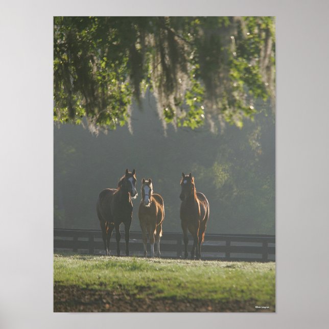 Three Quarter Horses Standing in the Mist Poster (Front)