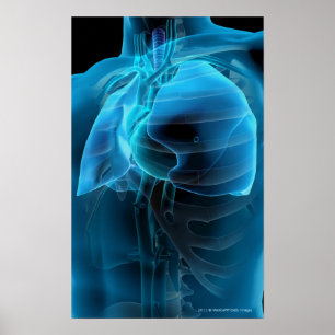 Three quarter view of the heart and lungs poster
