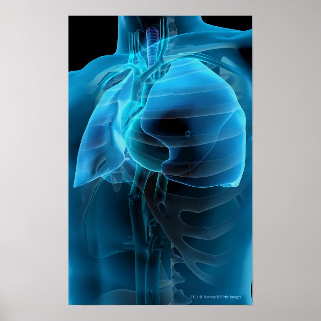 Three quarter view of the heart and lungs poster (Front)