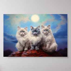 Three Ragdoll cats Poster