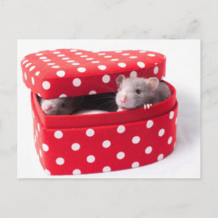 Three rats in a Heartbox Postcard
