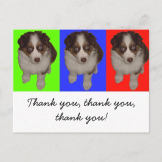 Three Red Tri Aussie Puppies Postcard