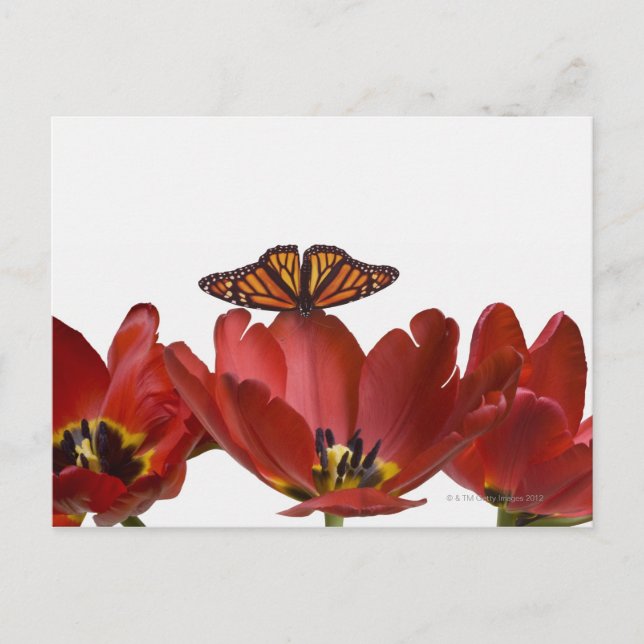 Three red tulips and a monarch butterfly against postcard (Front)
