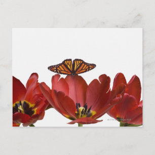 Three red tulips and a monarch butterfly against postcard