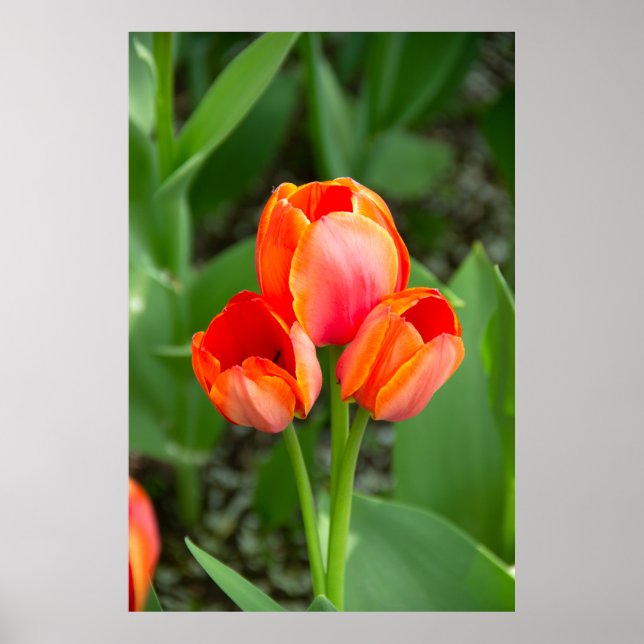 Three red tulips Photo Poster (Front)