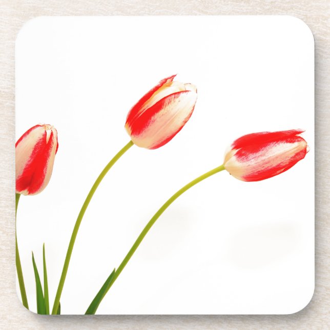  Three red, white, tulips  Coaster (Front)
