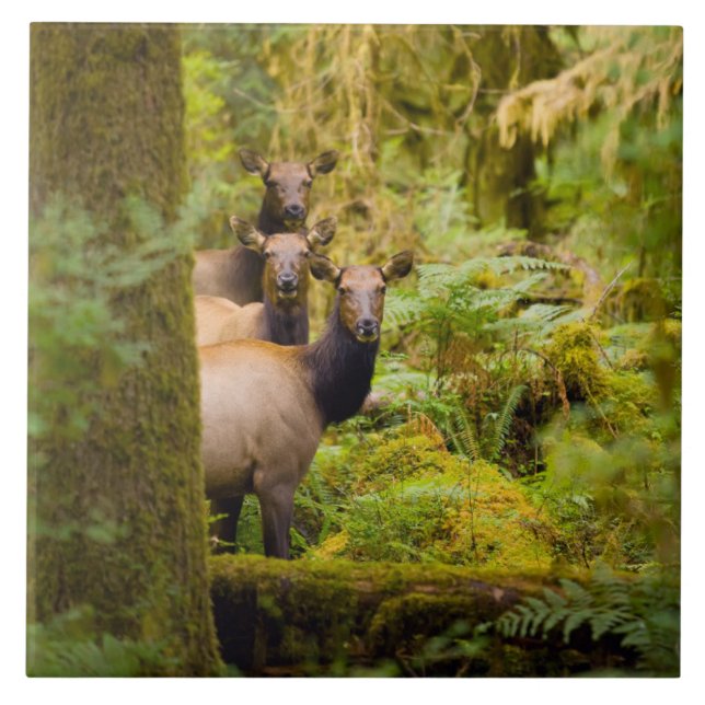Three Roosevelt Elk Cows Looking At View Ceramic Tile (Front)