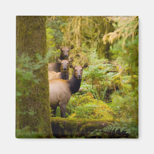 Three Roosevelt Elk Cows Looking At View Magnet