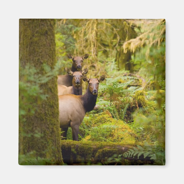 Three Roosevelt Elk Cows Looking At View Magnet (Front)