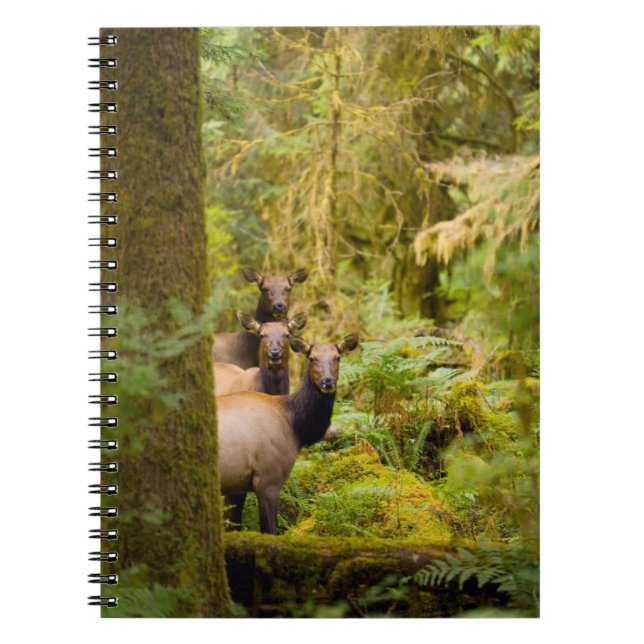 Three Roosevelt Elk Cows Looking At View Notebook (Front)