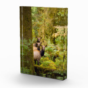 Three Roosevelt Elk Cows Looking At View Photo Block