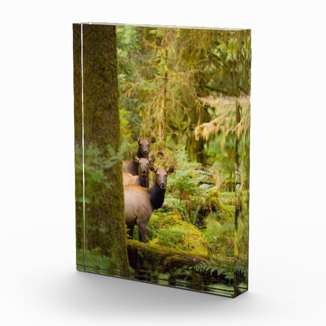 Three Roosevelt Elk Cows Looking At View Photo Block (Right)
