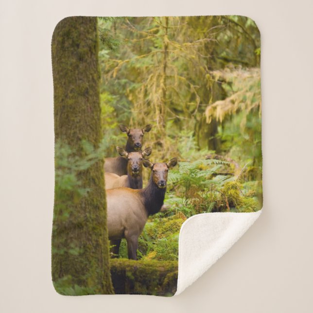 Three Roosevelt Elk Cows Looking At View Sherpa Blanket (Front)