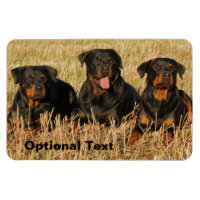 Three Rottweiler Dogs - Pack of Rotties
