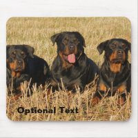 Three Rottweiler Dogs - Pack of Rotties