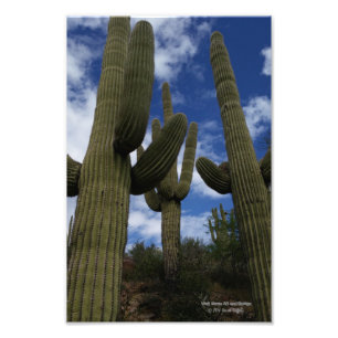 Three Saguaro cacti against blue sky and clouds Photo Print