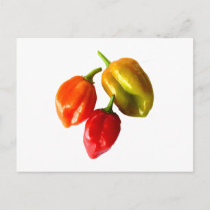 Three Scotch Bonnet Peppers Red Orange Yellow Pic Postcard