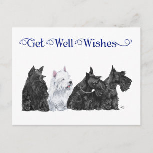 Three Scotties & a Westie Postcard