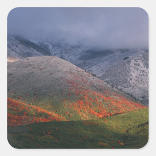 Three seasons of foliage, red maples and fall square sticker