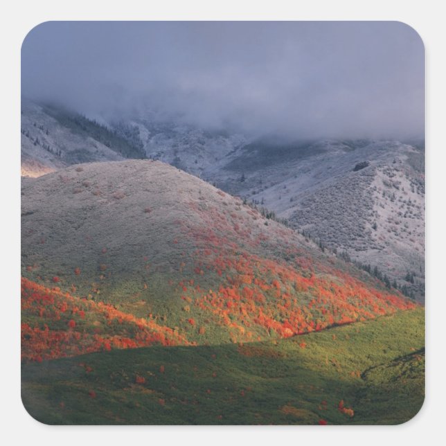 Three seasons of foliage, red maples and fall square sticker (Front)
