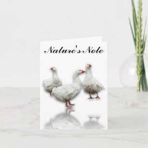 THREE SEBASTOPOL GEESE ON WHITE BIRD NOTE CARD