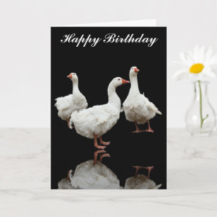 THREE SEBASTOPOL GEESE PHOTO BLACK GREETING CARD