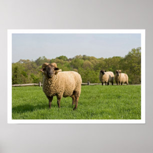 Three Sheep in a Pasture Poster