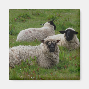 Three Sheep Magnet