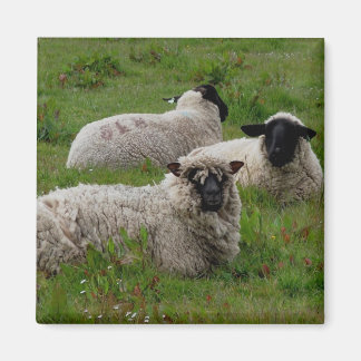 Three Sheep Magnet