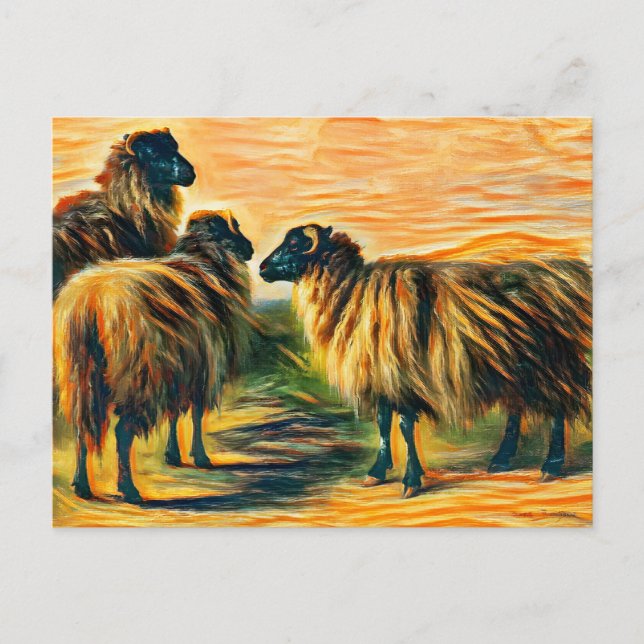 Three sheep  postcard (Front)