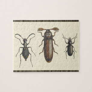 Three Side-By-Side Insects Puzzle