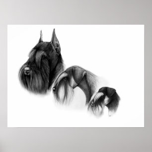 Three sizes of schnauzers POSTER