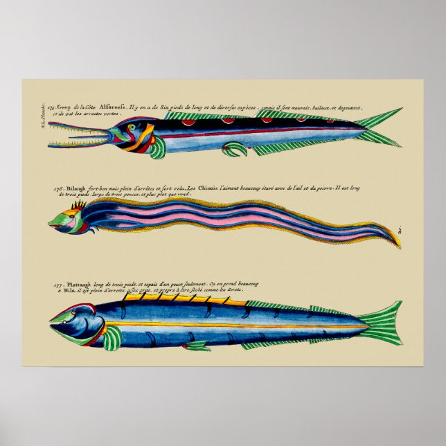 Three Skinny Fish on Any Background Poster (Front)