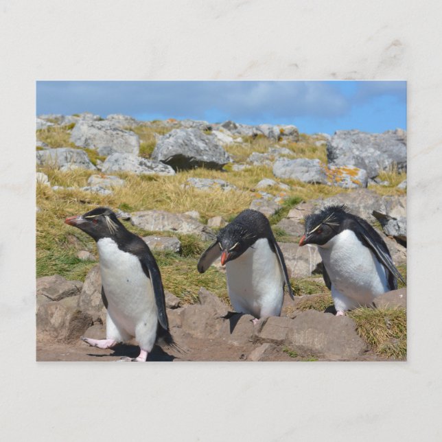 Three Snares Penguins Postcard (Front)