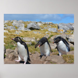 Three Snares Penguins Poster