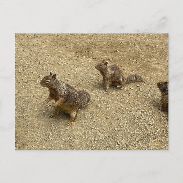 Three Squirrels  Invitation Postcard (Front)