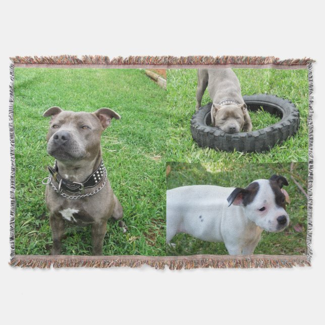 Three Staffordshire Bull Terriers, Throw Blanket (Front)