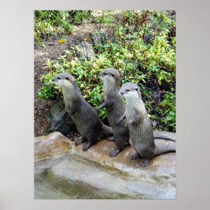 Three Standing Otters, Poster