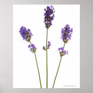 Three stems of English purple lavender flowers, Poster