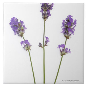Three stems of English purple lavender flowers, Tile