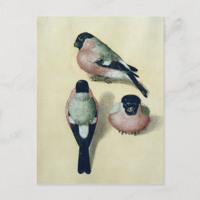 Three studies of a bullfinch postcard (Front)