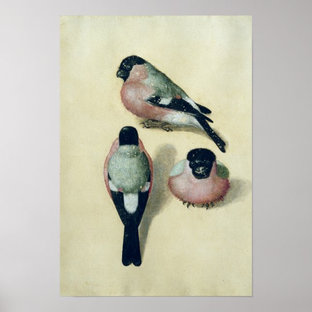 Three studies of a bullfinch poster (Front)