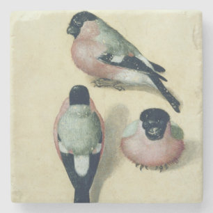 Three studies of a bullfinch stone coaster